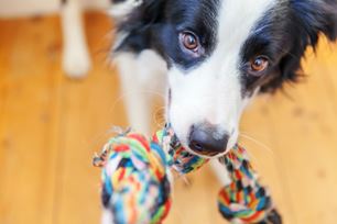 pet carrier training