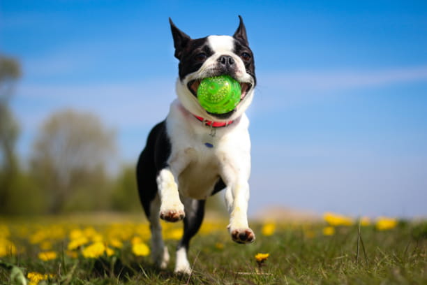 Choosing the best fitness plan for your dog