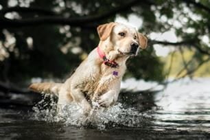 get dog water ready