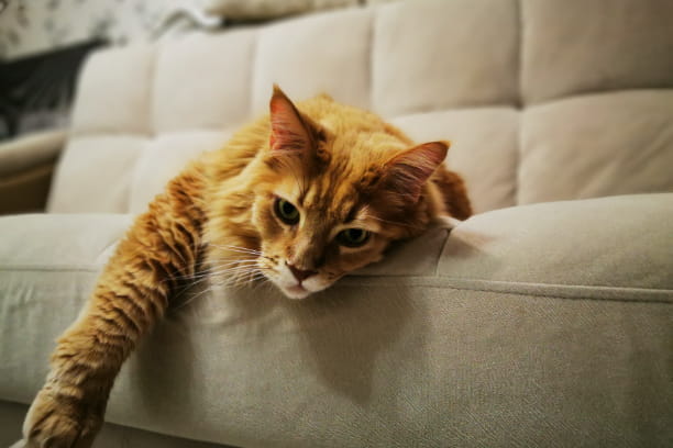 What pets do when they’re home alone: the good, the bad and the ugly