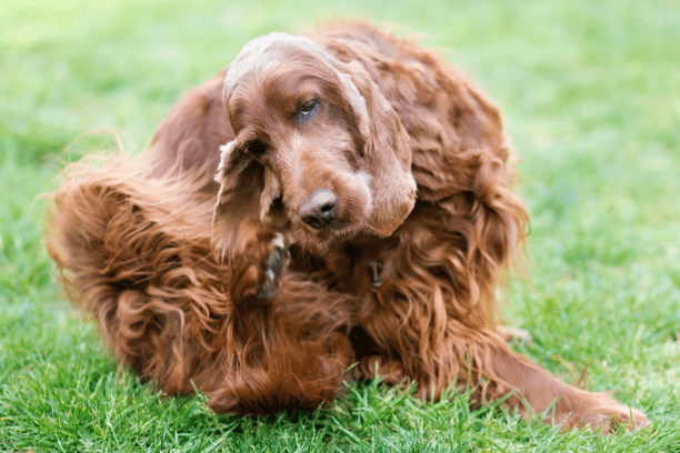 Foods that cause allergies in dogs & cats