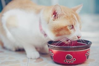 keep your pet cool