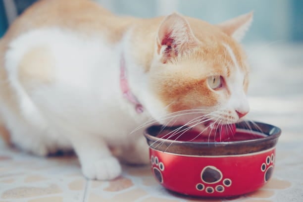 Keep your pet cool when they’re home alone