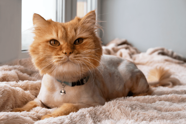 Top cute pet hairstyles