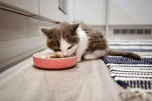 PET NUTRITION ACROSS LIFESTAGES