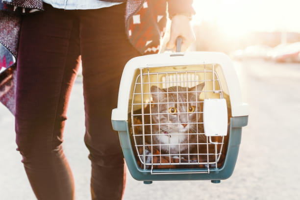 pet carrier training