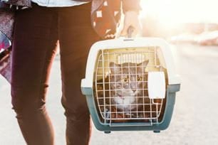 pet carrier training