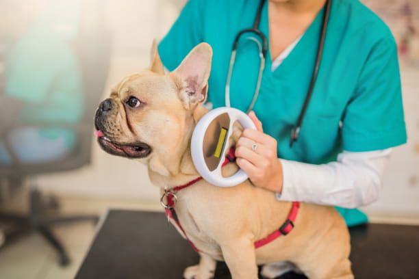 Microchips help pets make their way home