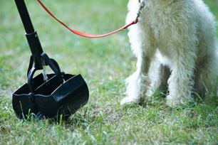 pet carrier training