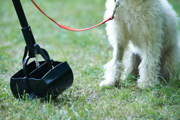Tips for more environmentally friendly poop scooping