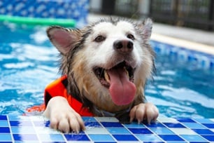 teach dog to swim