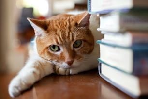 top 10 pet lovers books