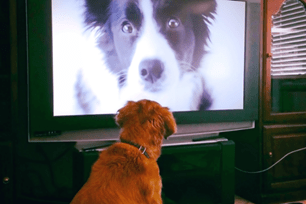 top 10 pet movies