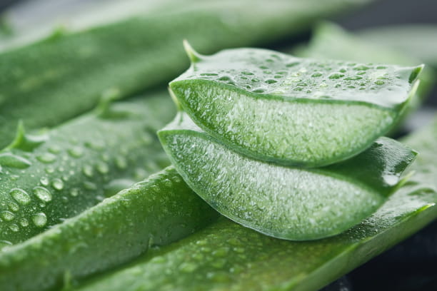 Top 10 toxic household plants for pets