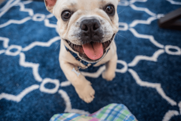 How to train your dog at home