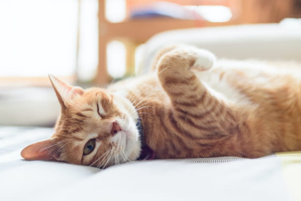 Wellness checklist for pets