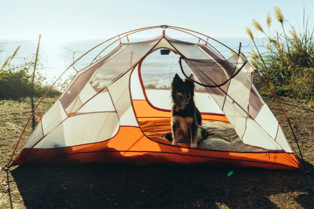 Your worry-free summer road trip with your dog is only a few, simple preventive steps away