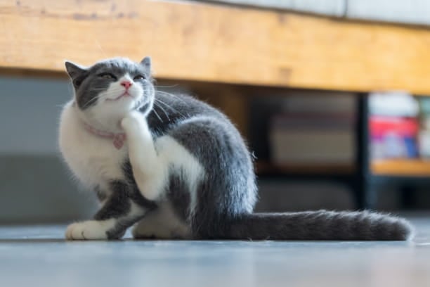 Flea Allergy Dermatitis: Causes & Treatment