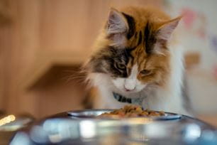 food allergies in pets