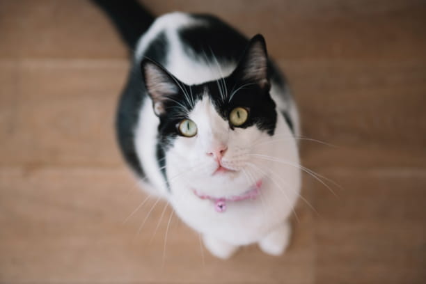 cat joint supplements