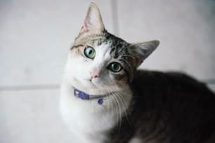 cat L-lysine supplements