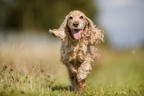 Supplements: The natural health boosters to keep your pet looking and feeling their best