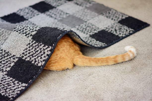 Help your pet relax with natural remedies