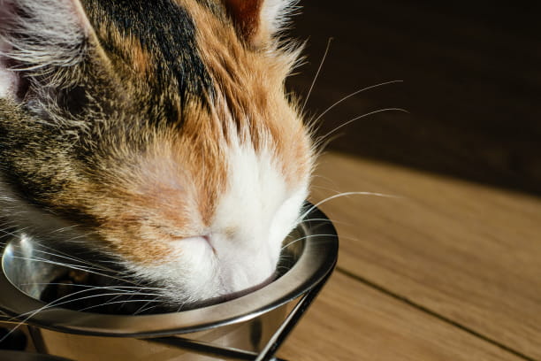 What is taurine and why is it so important?