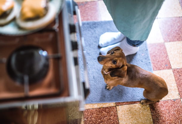 Treating your pet: The healthy way