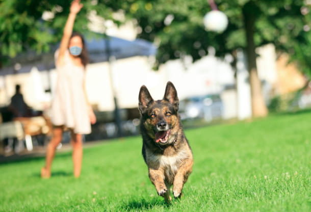 Shake up your pet’s exercise routine with these fun activities
