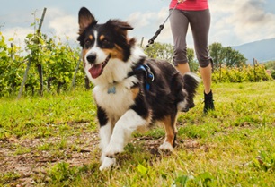 personalize pet exercise routine