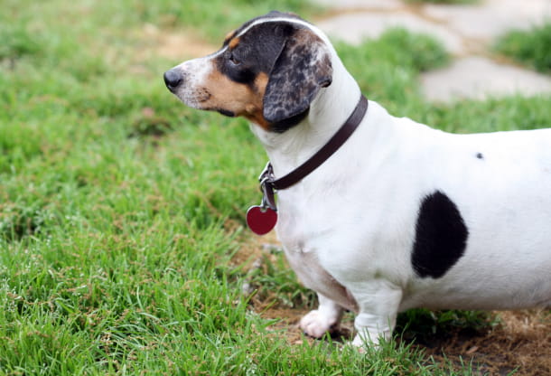 Pet obesity: A hefty problem