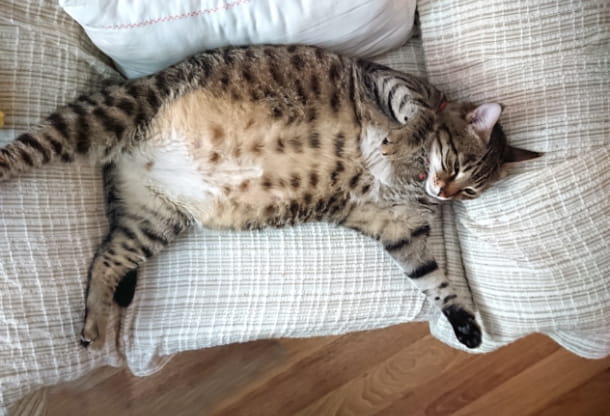 Health concerns related to pet obesity