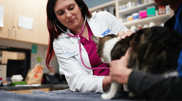 pet-care-50