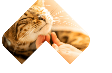 Dogs Skin & Coat illustration