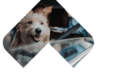 Dogs Skin & Coat illustration