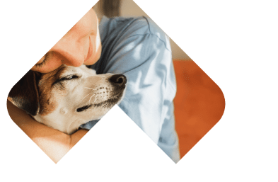 Dogs Skin & Coat illustration