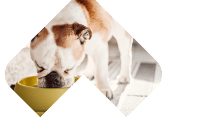 Dogs Skin & Coat illustration