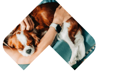 Dogs Skin & Coat illustration