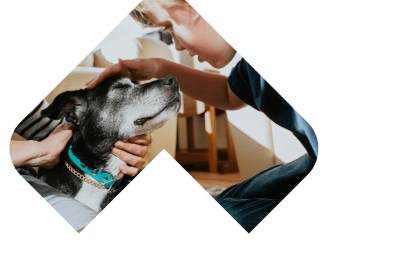 Dogs Skin & Coat illustration