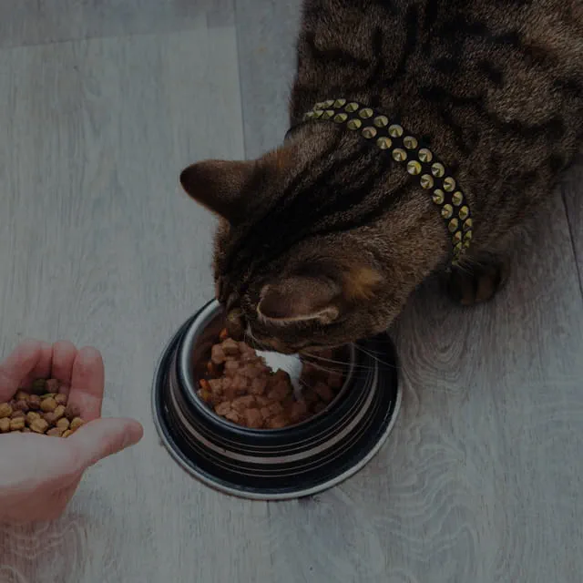 VCA Cat Hospital of Chicago
