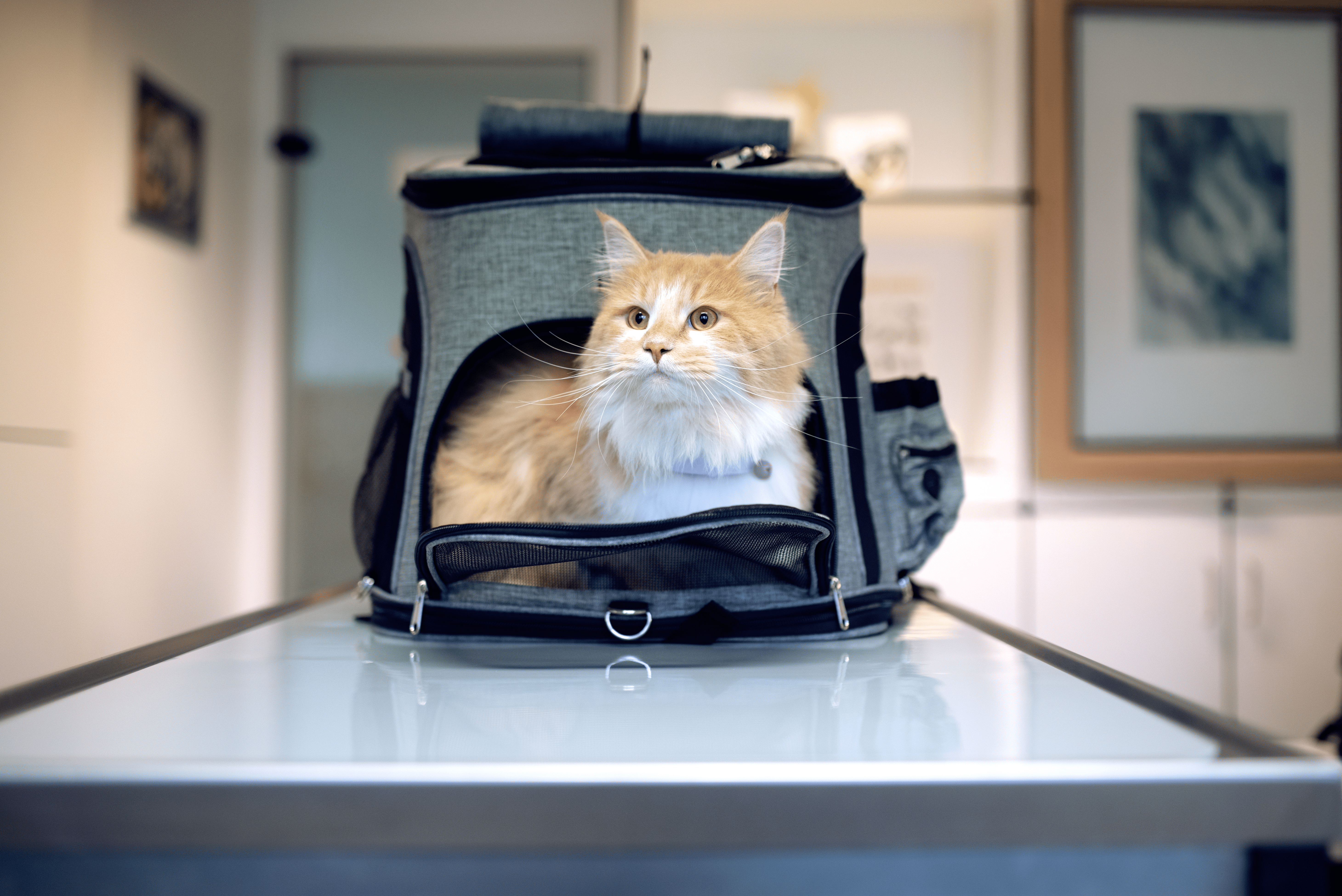 Orange and white cat in carrier