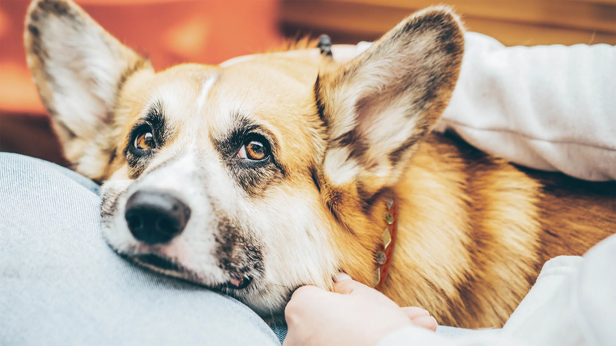 VCA Emergency Animal Hospital & Referral Center