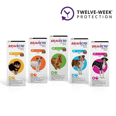 Bravecto® Chews for Dogs Shop myVCA