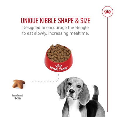 Royal Canin Breed Health Nutrition Beagle Adult Dry Dog Food | Shop myVCA