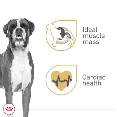 what foods have l carnitine and boxers dogs Royal Canin Breed Health Nutrition Boxer Adult Loaf in Sauce Canned Wet Dog Food MG:10 This supplement support circulation Gamma-Aminobutyric Acid Signaling in herb to rejuvenate