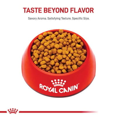 Royal Canin Breed Health Nutrition Chihuahua Adult 8+ Dry Dog Food