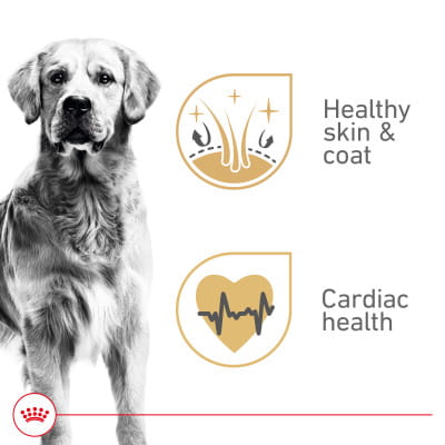 Royal Canin Breed Health Nutrition Golden Retriever Adult Loaf in