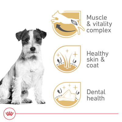 ゼア ロイヤルカナン Royal Canin Breed Health Nutrition Jack Russell Terrier Adult Dry