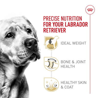 +orijen +grain +free +cat +food Orijen Cat & Kitten Dry Cat Food